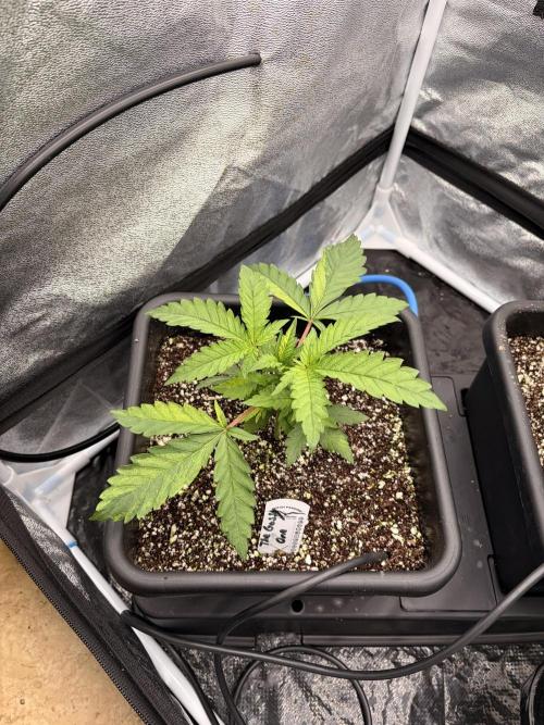 The gassy one/ AutoPot + Athena run. Week 3