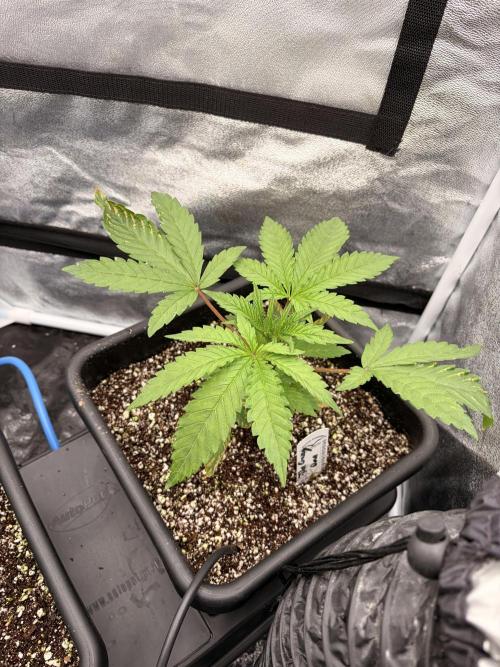 The gassy one/ AutoPot + Athena run. Week 3