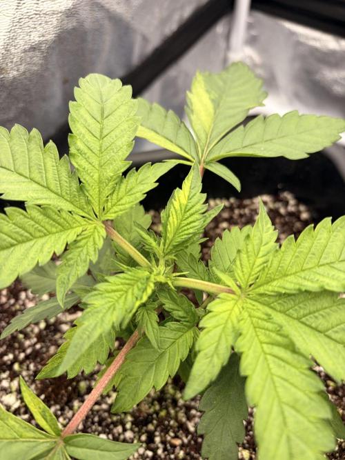 The gassy one/ AutoPot + Athena run. Week 3