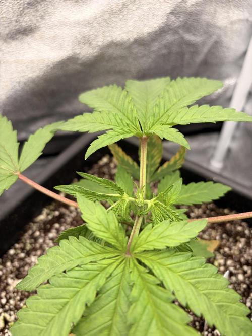 The gassy one/ AutoPot + Athena run. Week 3
