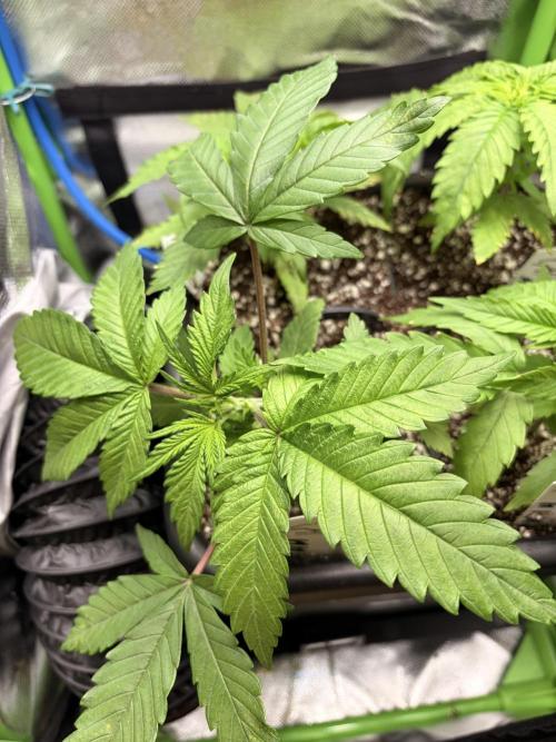 Karels Herer Haze/ AutoPot + Athena. Week 3