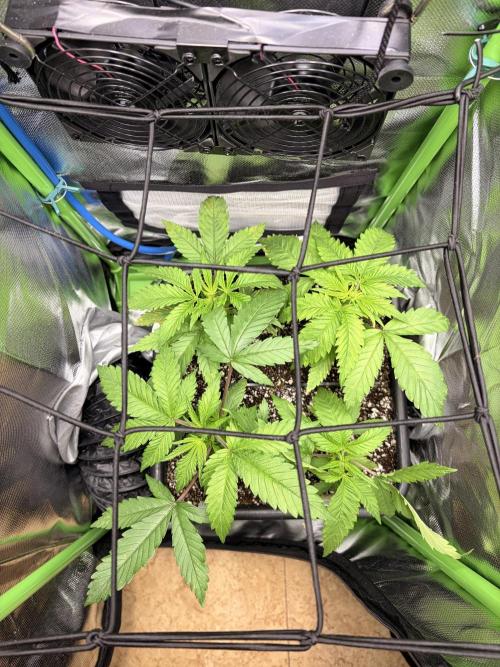 Karels Herer Haze/ AutoPot + Athena. Week 3