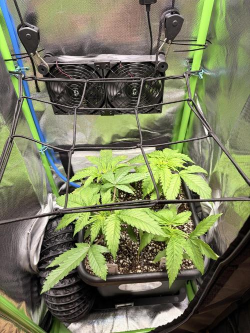 Karels Herer Haze/ AutoPot + Athena. Week 3