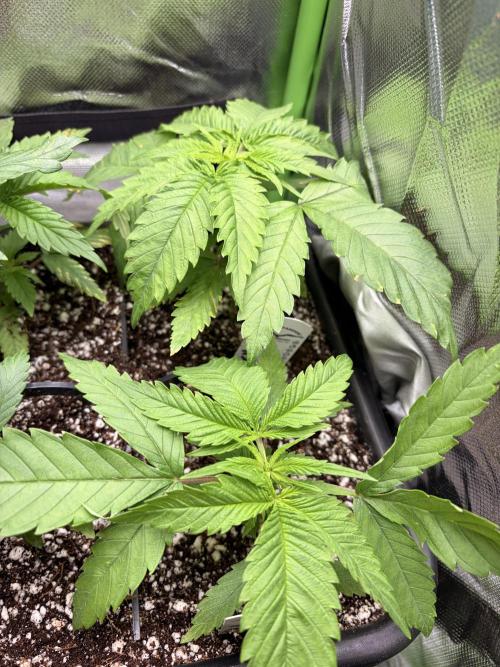 Karels Herer Haze/ AutoPot + Athena. Week 3