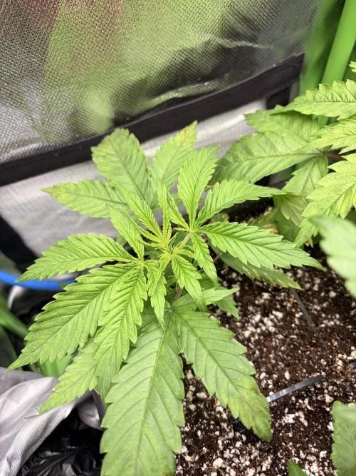Karels Herer Haze/ AutoPot + Athena. Week 3