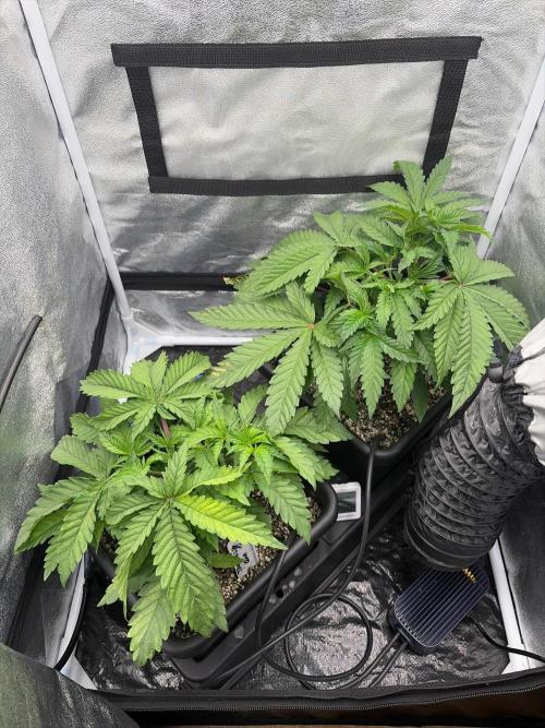 The gassy one/ AutoPot + Athena run. Week 4
