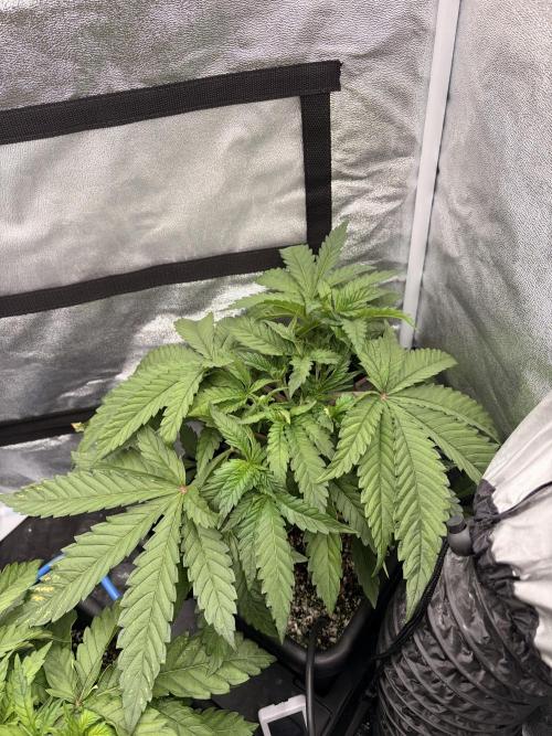 The gassy one/ AutoPot + Athena run. Week 4