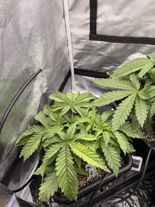 The gassy one/ AutoPot + Athena run. Week 4