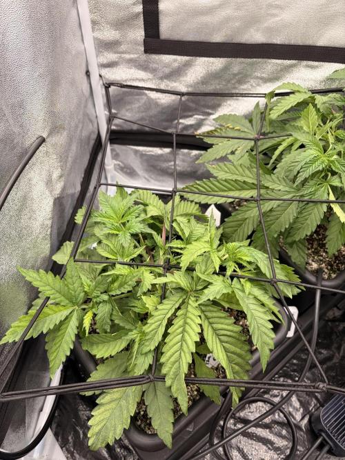 The gassy one/ AutoPot + Athena run. Week 4