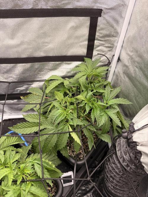 The gassy one/ AutoPot + Athena run. Week 4