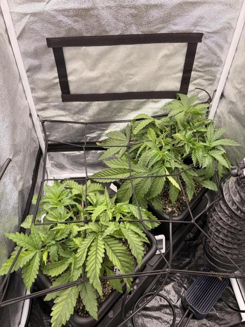 The gassy one/ AutoPot + Athena run. Week 4
