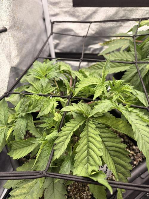 The gassy one/ AutoPot + Athena run. Week 4