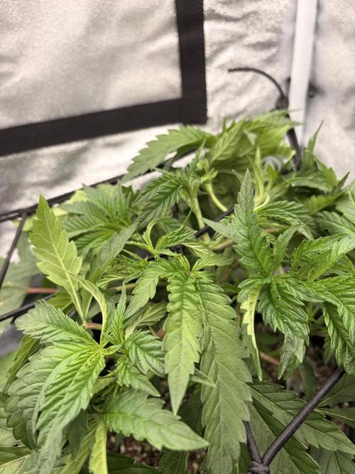 The gassy one/ AutoPot + Athena run. Week 4