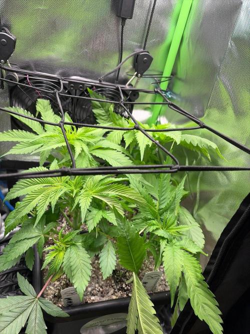 Karels Herer Haze/ AutoPot + Athena. Week 4