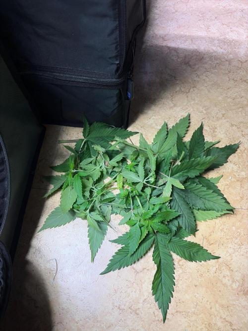 Karels Herer Haze/ AutoPot + Athena. Week 4