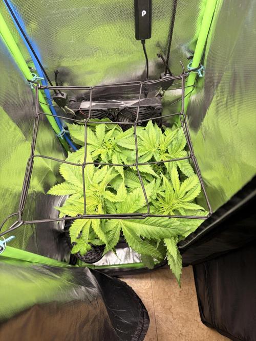 Karels Herer Haze/ AutoPot + Athena. Week 4