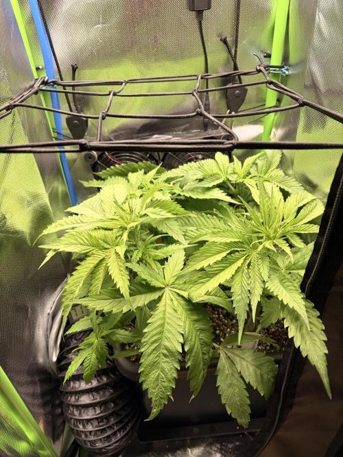 Karels Herer Haze/ AutoPot + Athena. Week 4