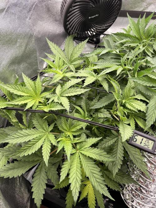 The gassy one/ AutoPot + Athena run. Week 5