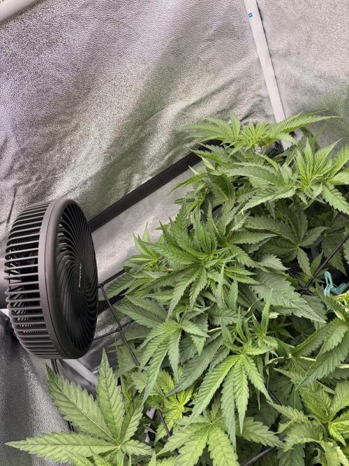 The gassy one/ AutoPot + Athena run. Week 5