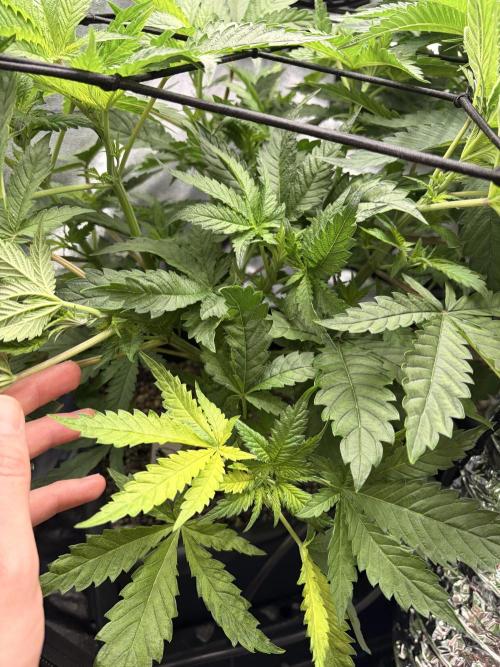 The gassy one/ AutoPot + Athena run. Week 5