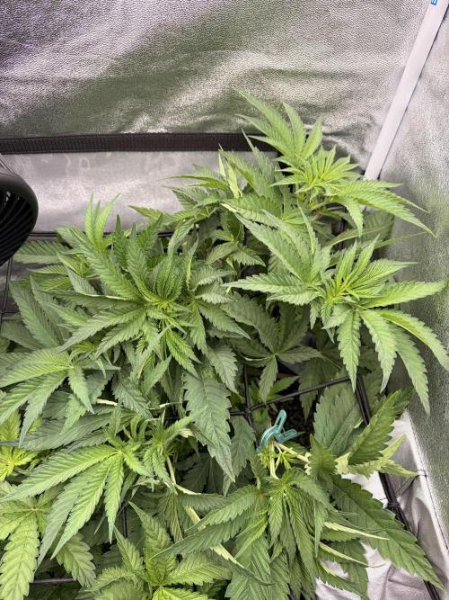 The gassy one/ AutoPot + Athena run. Week 5