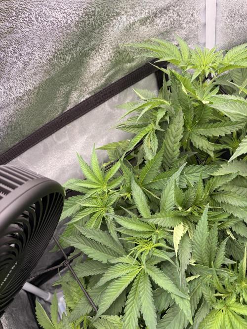 The gassy one/ AutoPot + Athena run. Week 5
