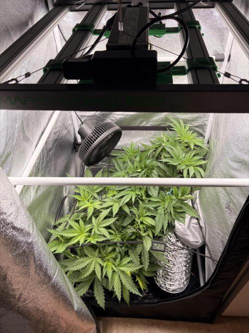 The gassy one/ AutoPot + Athena run. Week 5