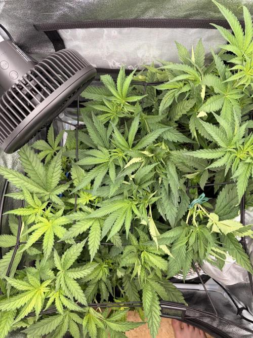The gassy one/ AutoPot + Athena run. Week 5