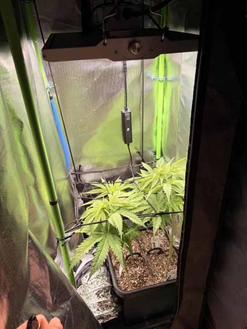 Karels Herer Haze/ AutoPot + Athena. Week 5