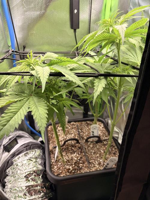 Karels Herer Haze/ AutoPot + Athena. Week 5