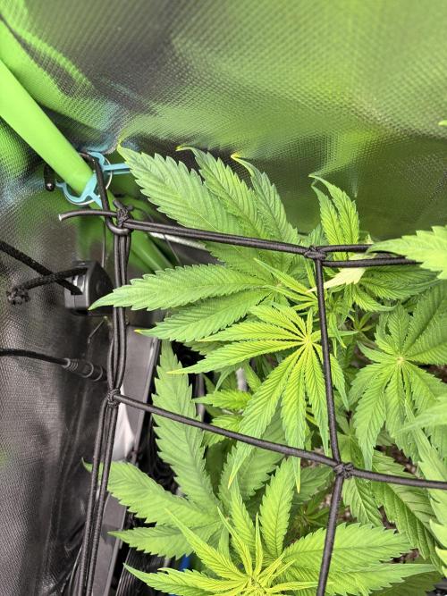 Karels Herer Haze/ AutoPot + Athena. Week 5