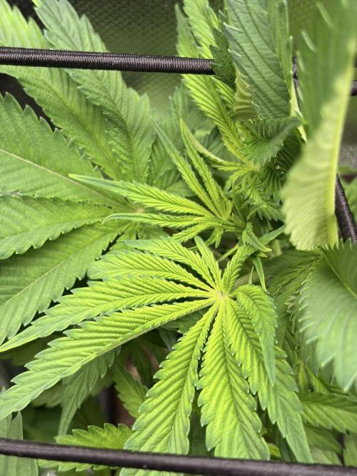 Karels Herer Haze/ AutoPot + Athena. Week 5