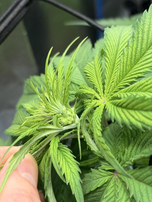 Karels Herer Haze/ AutoPot + Athena. Week 5