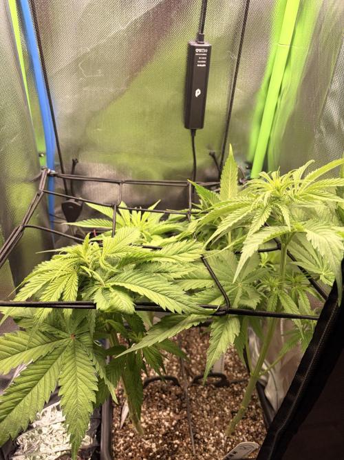 Karels Herer Haze/ AutoPot + Athena. Week 5