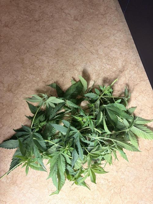Karels Herer Haze/ AutoPot + Athena. Week 5