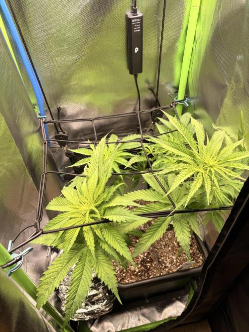 Karels Herer Haze/ AutoPot + Athena. Week 5