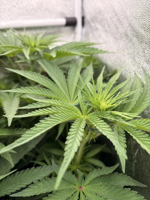 The gassy one/ AutoPot + Athena run. Week 6