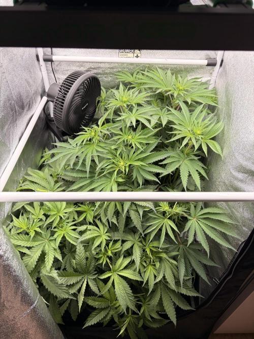 The gassy one/ AutoPot + Athena run. Week 6