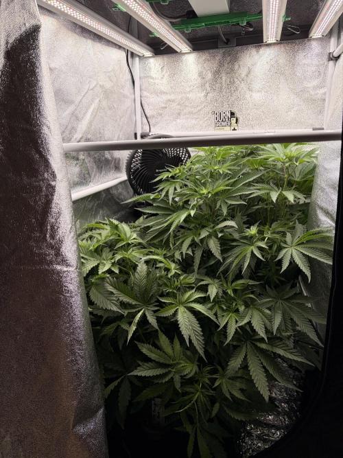 The gassy one/ AutoPot + Athena run. Week 6