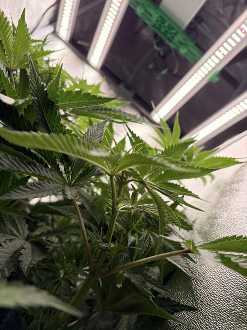The gassy one/ AutoPot + Athena run. Week 6