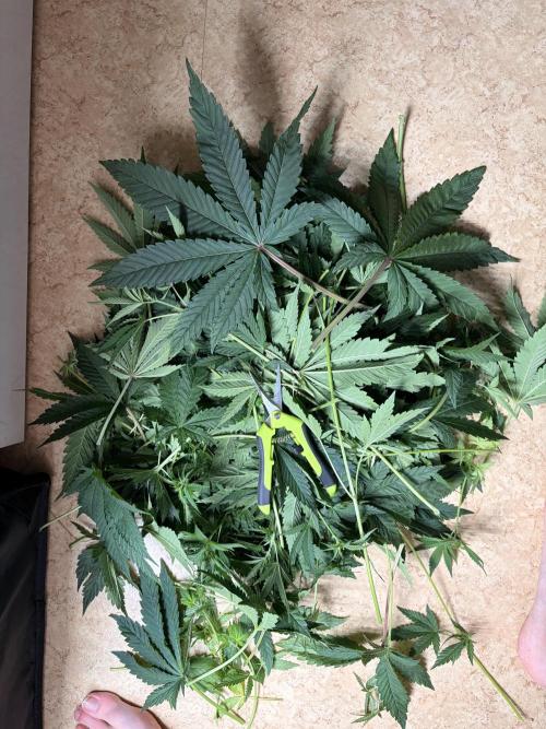 The gassy one/ AutoPot + Athena run. Week 6