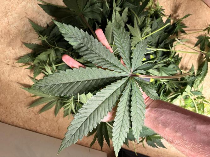The gassy one/ AutoPot + Athena run. Week 6