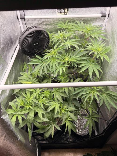 The gassy one/ AutoPot + Athena run. Week 6