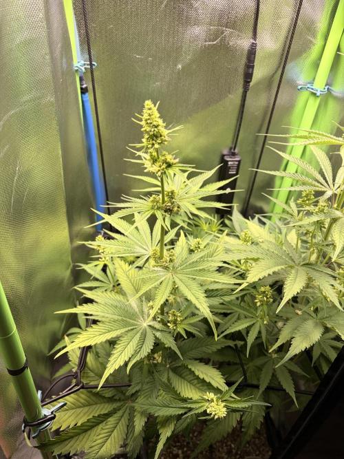 Karels Herer Haze/ AutoPot + Athena. Week 6