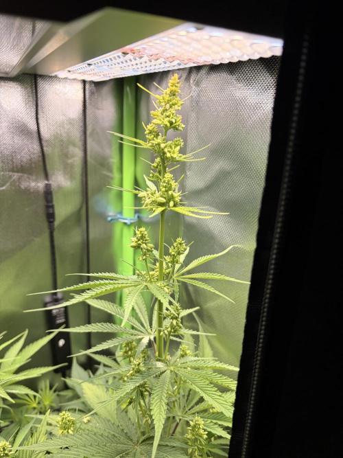 Karels Herer Haze/ AutoPot + Athena. Week 6