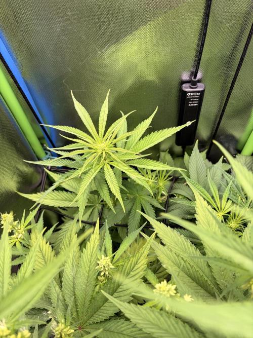 Karels Herer Haze/ AutoPot + Athena. Week 6