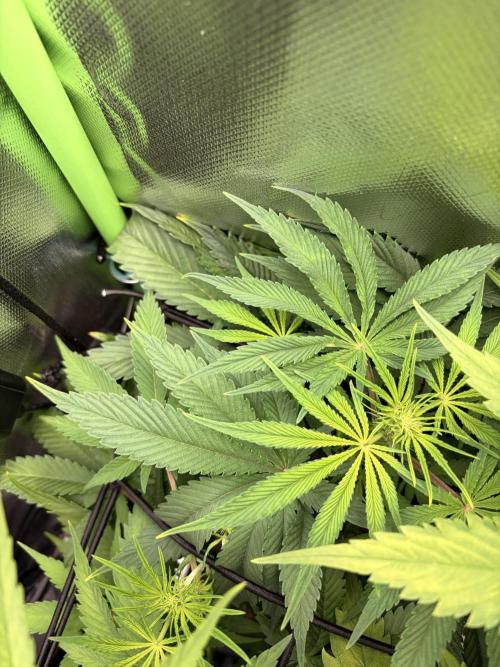 Karels Herer Haze/ AutoPot + Athena. Week 6
