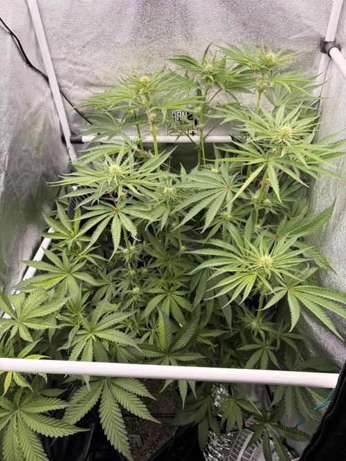 The gassy one/ AutoPot + Athena run. Week 7