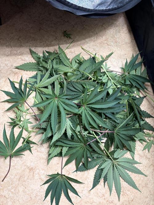 The gassy one/ AutoPot + Athena run. Week 7