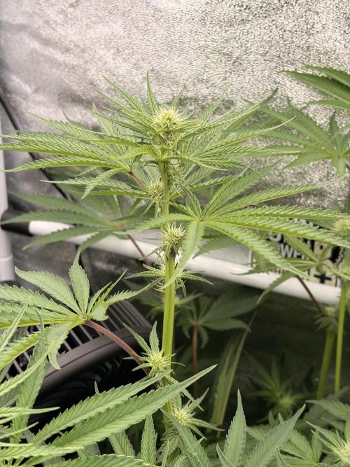 The gassy one/ AutoPot + Athena run. Week 7